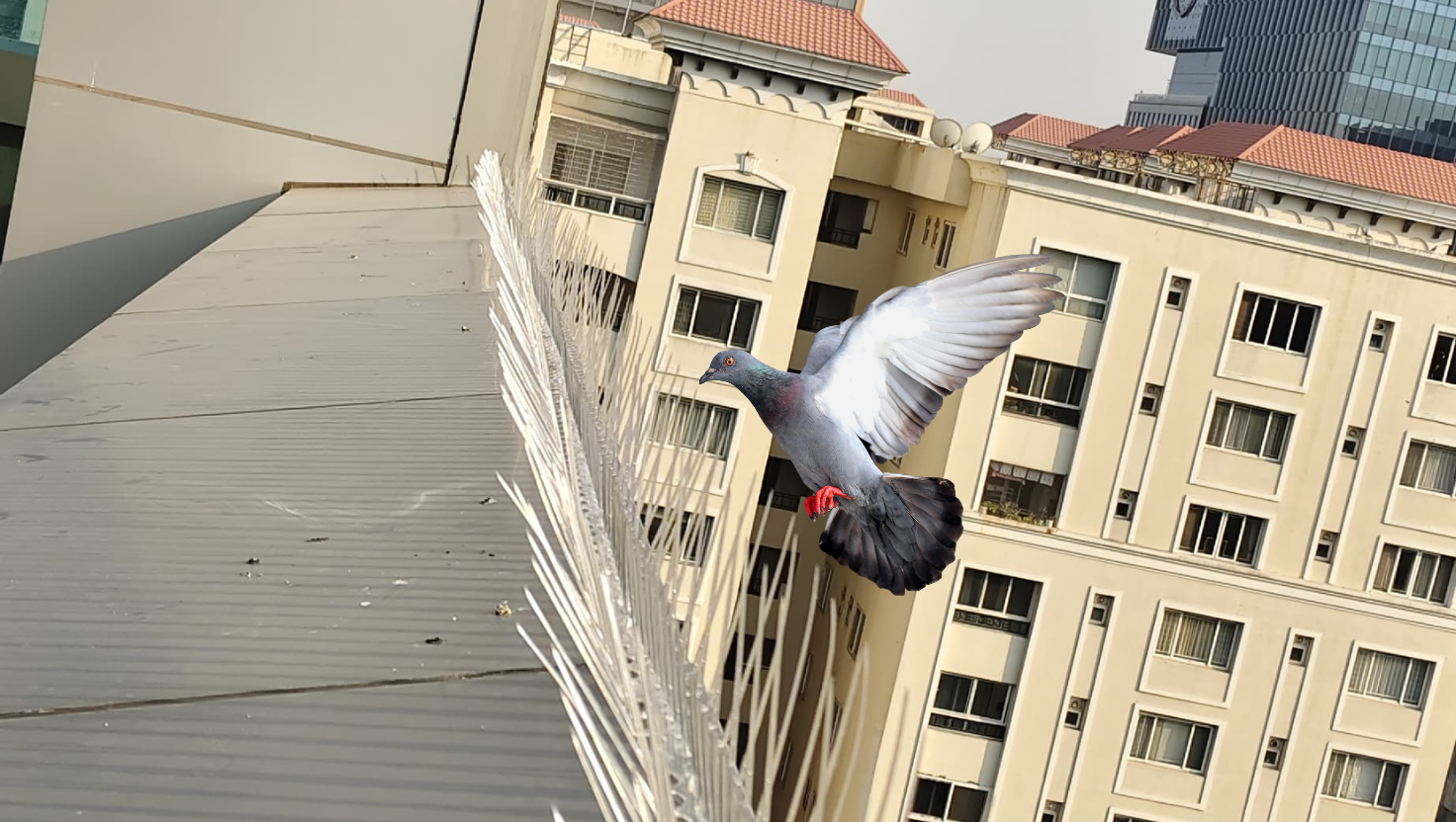 Bird Spikes Installation